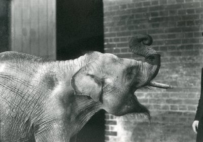 Bébé éléphant asiatique avec son gardien, zoo de Londres, novembre 1915. L